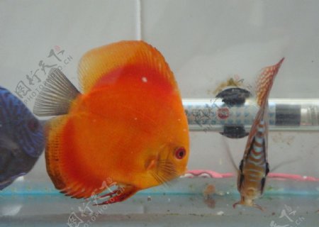 七彩神仙鱼盖子红图片
