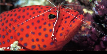 海洋生物鱼类海底珊瑚海洋生物鱼图片