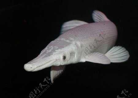 白化魚图片