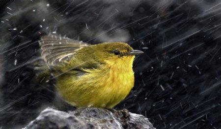 寒风中的小鸟图片