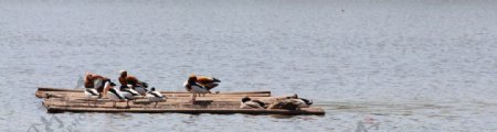 竹筏上的水鸟图片