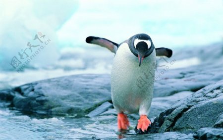 秦皇岛野生动物园企鹅图片