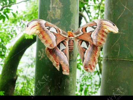 巨型蝴蝶图片