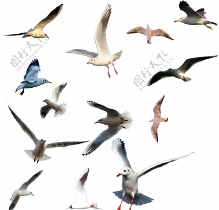 各种各样的鸟图片