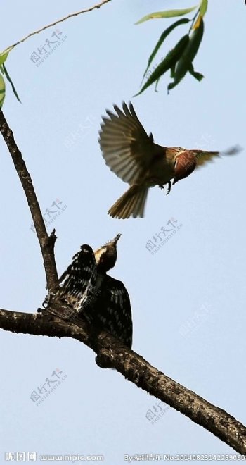 麻雀斗啄木鸟图片