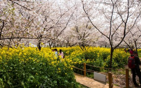 东湖风景区樱花节图片