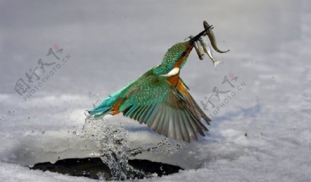 翠鸟叼鱼图片