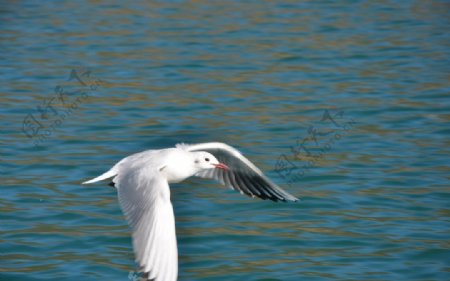 西昌泸沽湖的海鸥图片