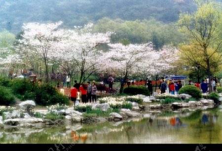 赏樱花图片