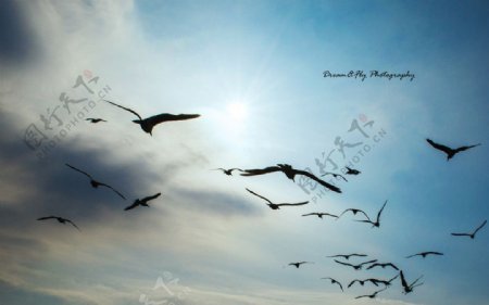 成群飞舞的海鸥图片