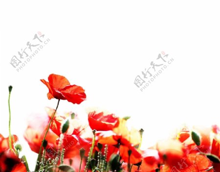红色艳丽罂粟花图片
