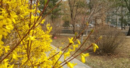 春天园林里黄色的花图片