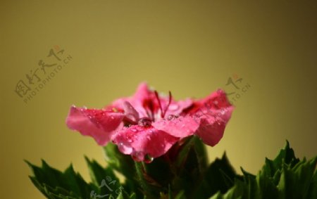 红花摄影图片