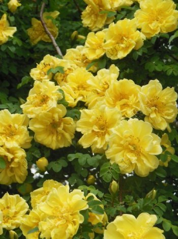 黄色蔷薇花图片