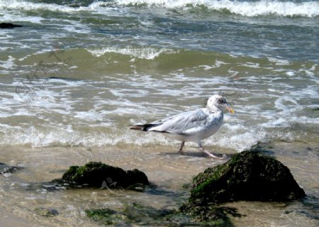 海边的海鸥图片