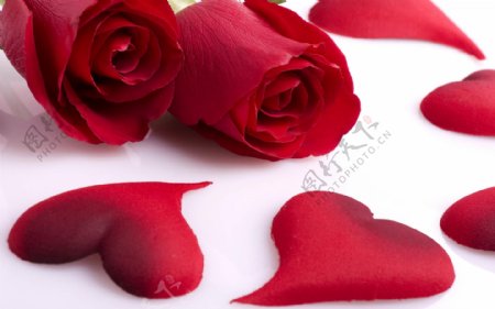 唯美红玫瑰图片