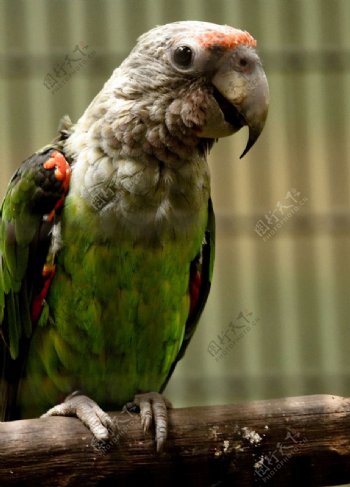 褐颈鹦鹉图片