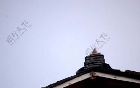 屋顶的鸟图片