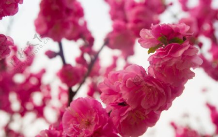 春天盛开的桃花图片