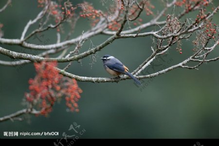 美丽的小鸟图片