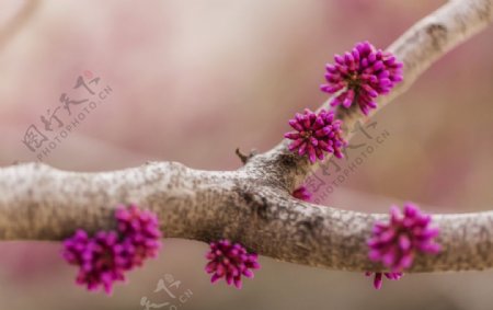 紫藤花团图片
