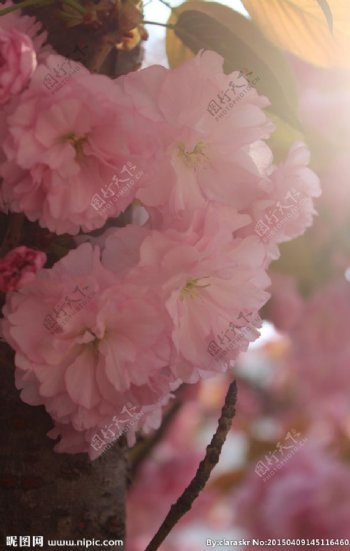 沐浴在阳光下的樱花图片