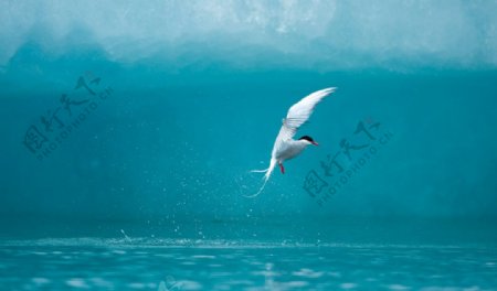 北极海鸟壁纸大海图片
