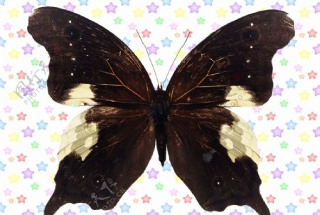 对称白色斑块黑凤尾蝶图片