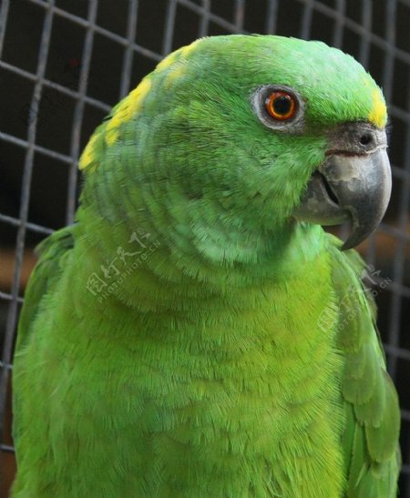 黄颈亚马逊鹦鹉图片