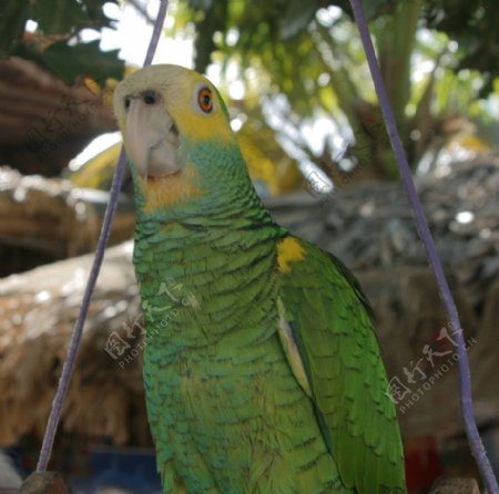 黄肩亚马逊鹦鹉图片