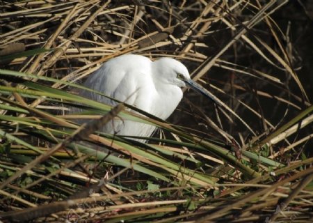 寻食中的白鹭鸟图片