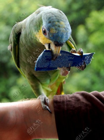 橙翅亚马逊鹦鹉图片