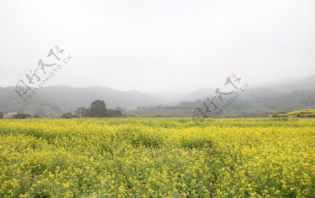 山重油菜花图片