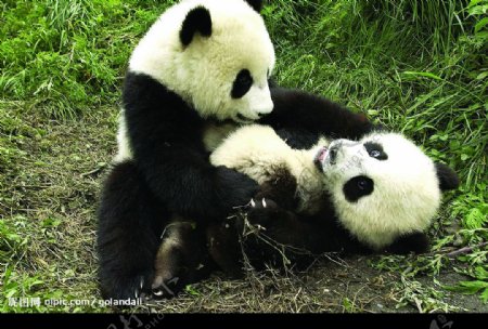 四川熊猫图片