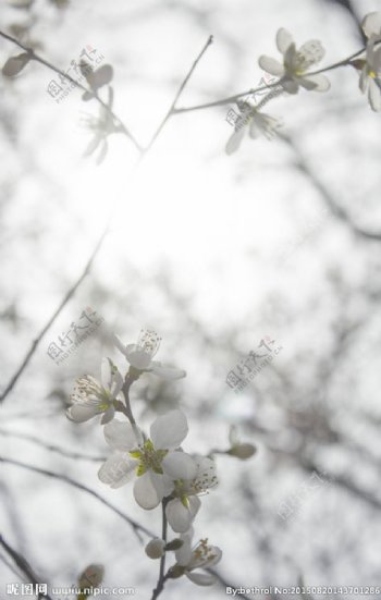 春季花朵图片