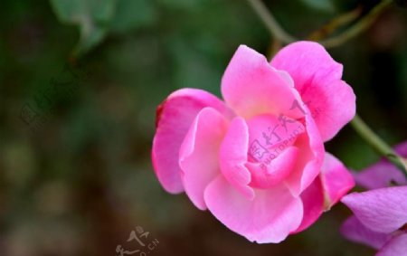 含苞欲放的粉色花瓣玫瑰图片