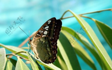 热带蝴蝶图片
