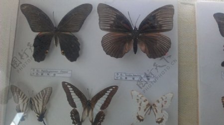 蝴蝶图案素材图片