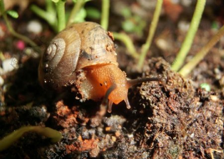 花盆蜗牛图片
