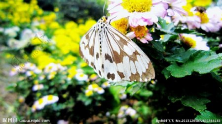 蝴蝶菊花图片