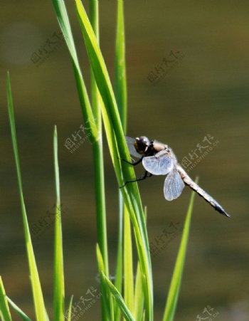 落在草上的蜻蜓图片