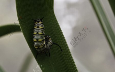 虎斑蝶幼虫图片