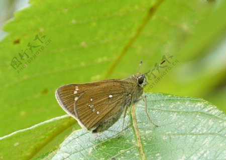 南亚谷弄蝶图片
