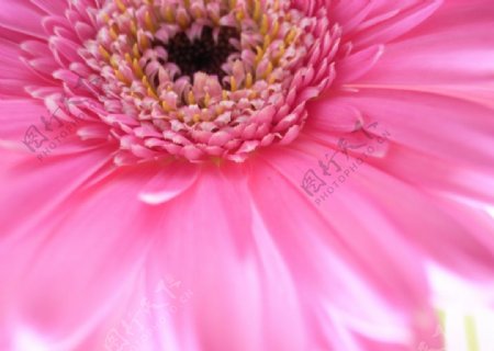 粉红色野菊花图片