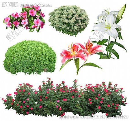 花卉绿化素材图片