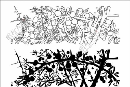 黑枸杞植物花纹图片