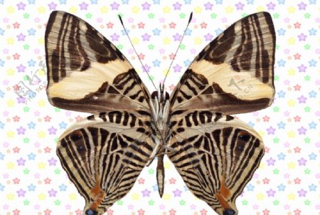 斑马纹黑白蝴蝶图片