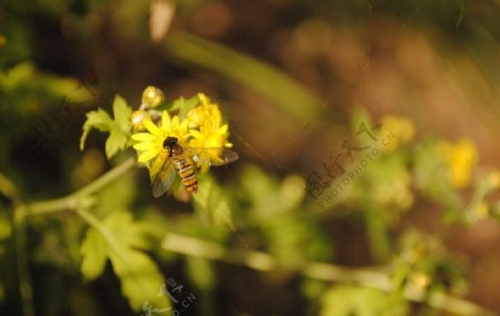蜜蜂与野菊图片