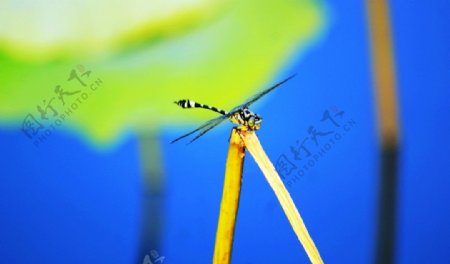 蜻蜓微距图片