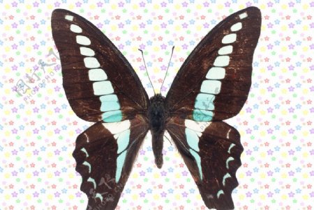 蓝斑凤蝶图片